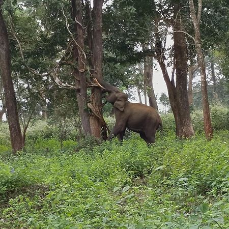 Kuruva Shoreline Wayanad Chegāt 外观 照片