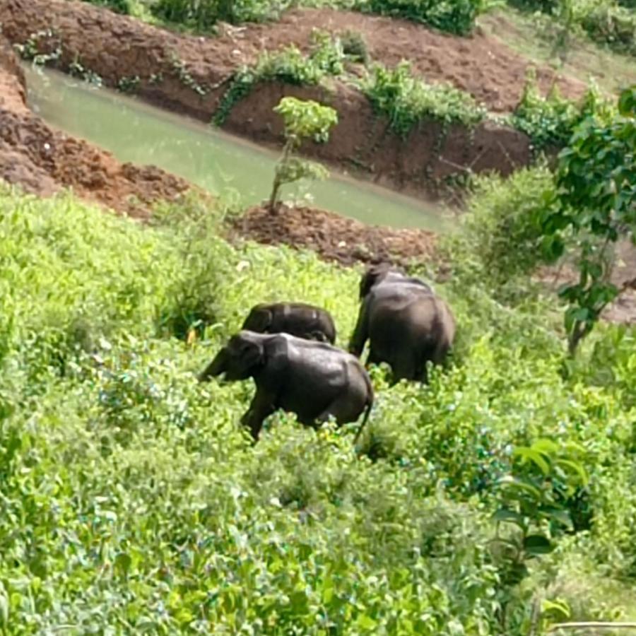 Kuruva Shoreline Wayanad Chegāt 外观 照片