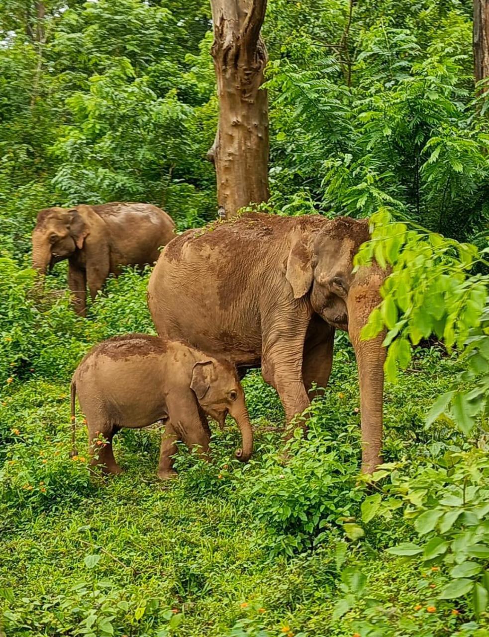 Kuruva Shoreline Wayanad Chegāt 外观 照片