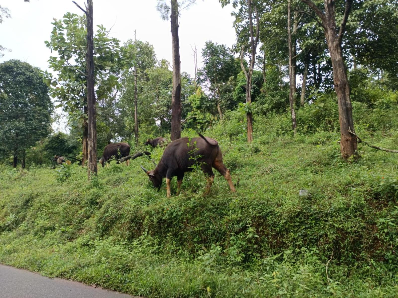 Kuruva Shoreline Wayanad Chegāt 外观 照片