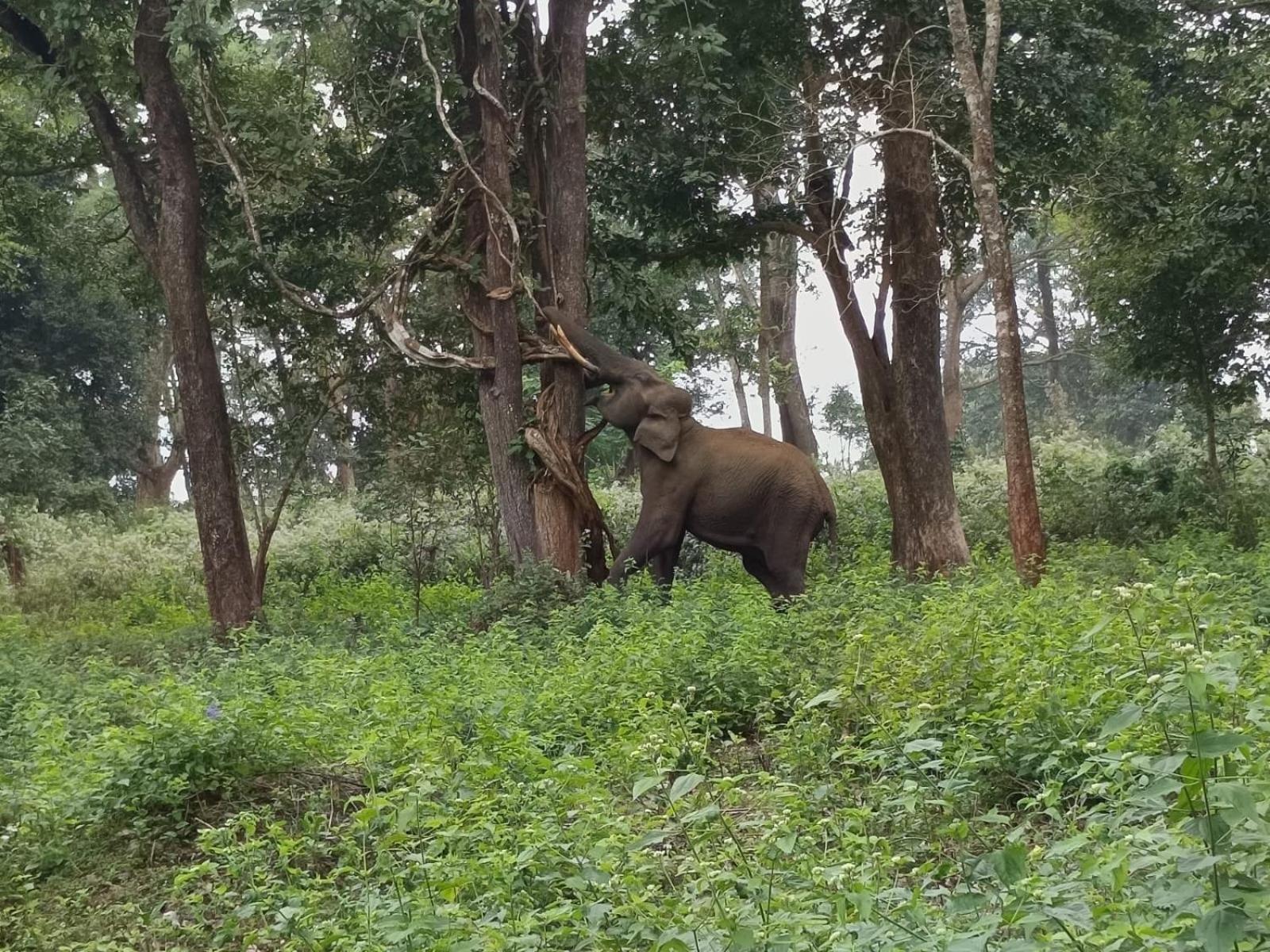 Kuruva Shoreline Wayanad Chegāt 外观 照片